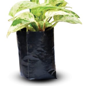 Money plant