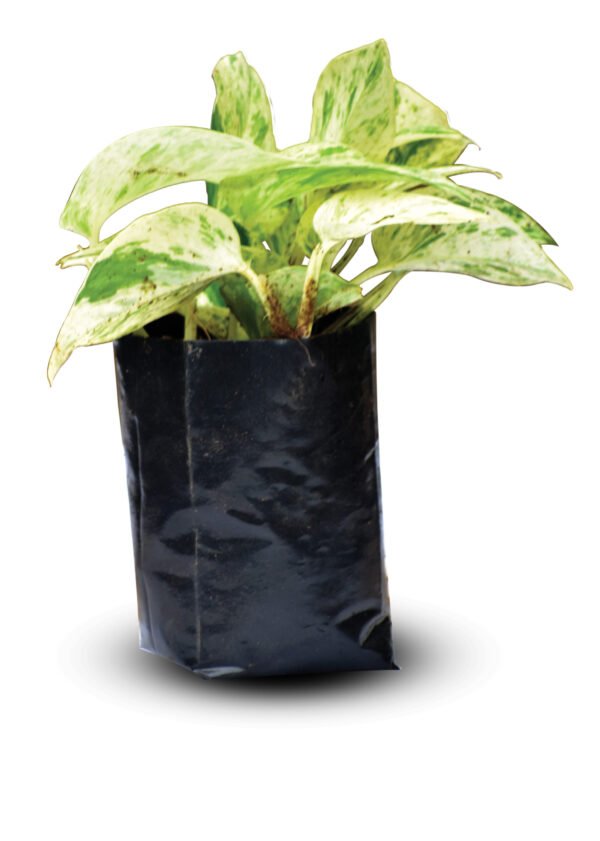 Money plant